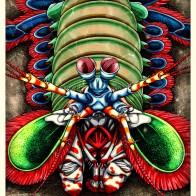 Mantis Shrimp