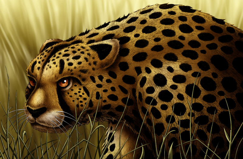 Cheetah art print.