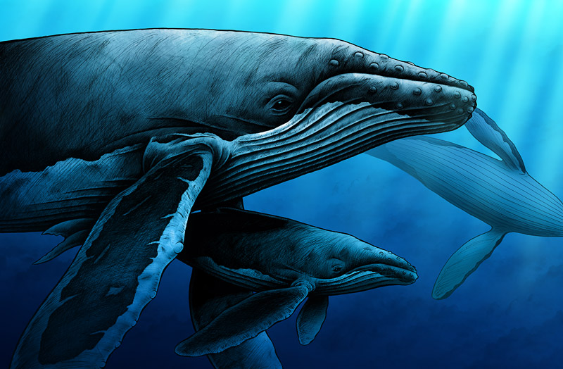 humpback whale art print