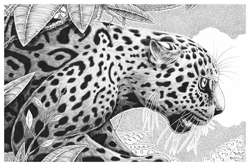 Jaguar Original Art Nicholas Ivins