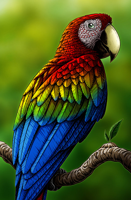 Scarlet macaw art print