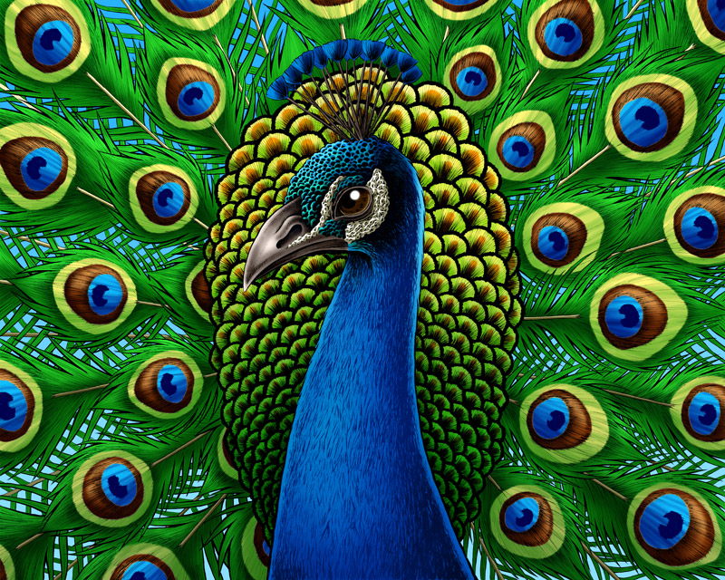 Print Peacock