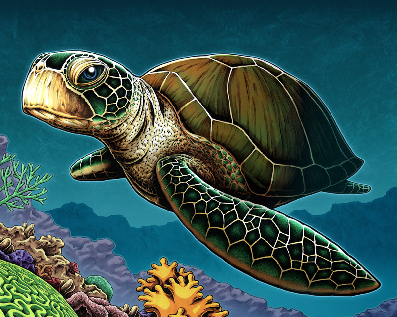Sea Turtle art print