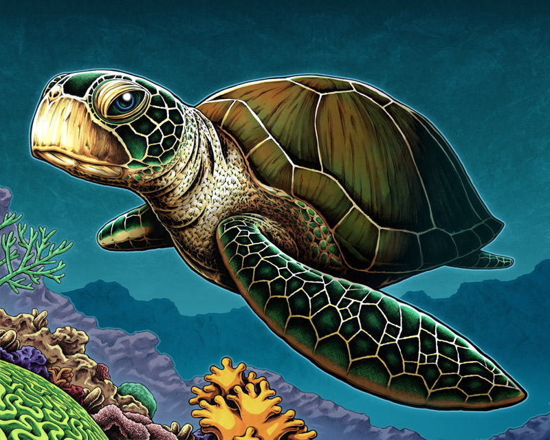 how to draw a realistic sea turtle